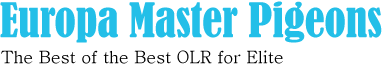 Europa Master Pigeons